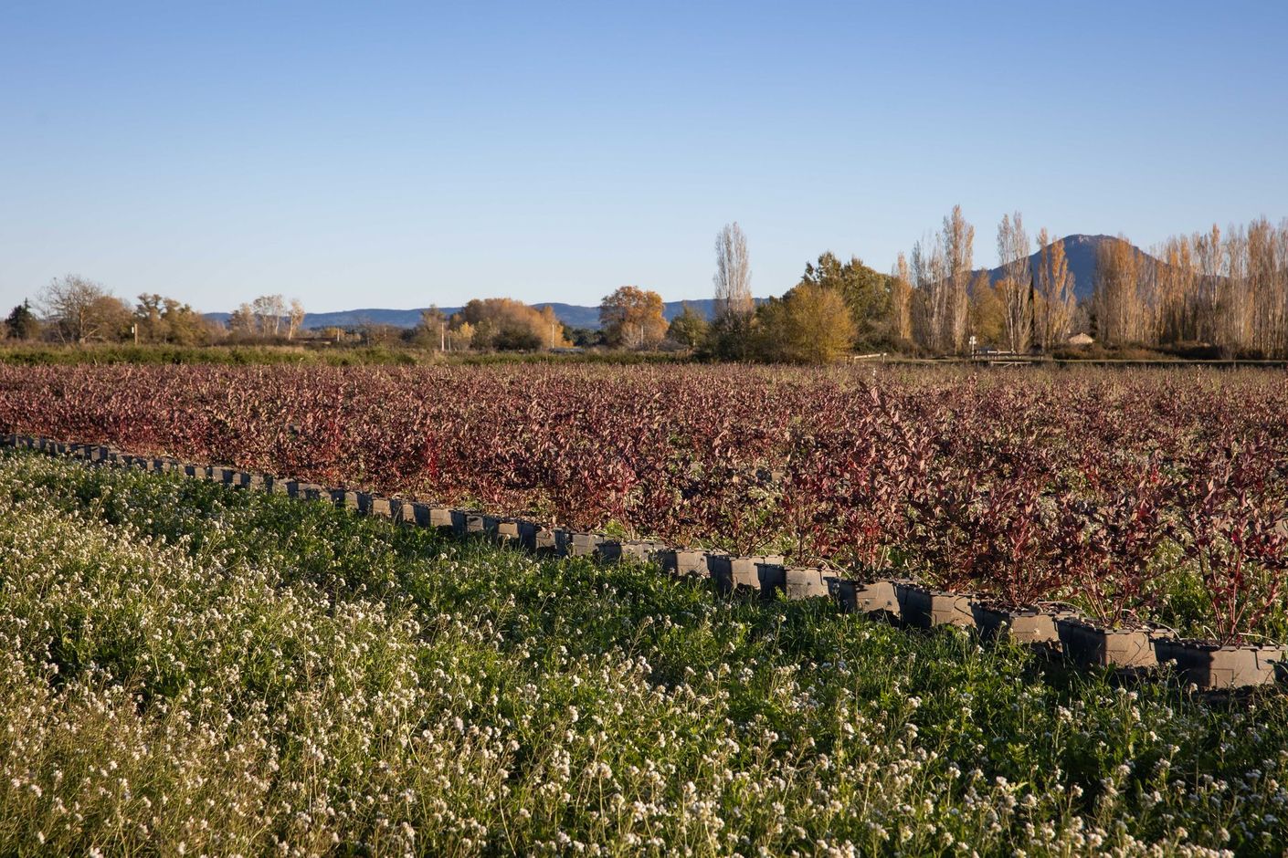 Le champ de myrtilles du Domaine de la Myrtille en automne, montagne en arrière-plan