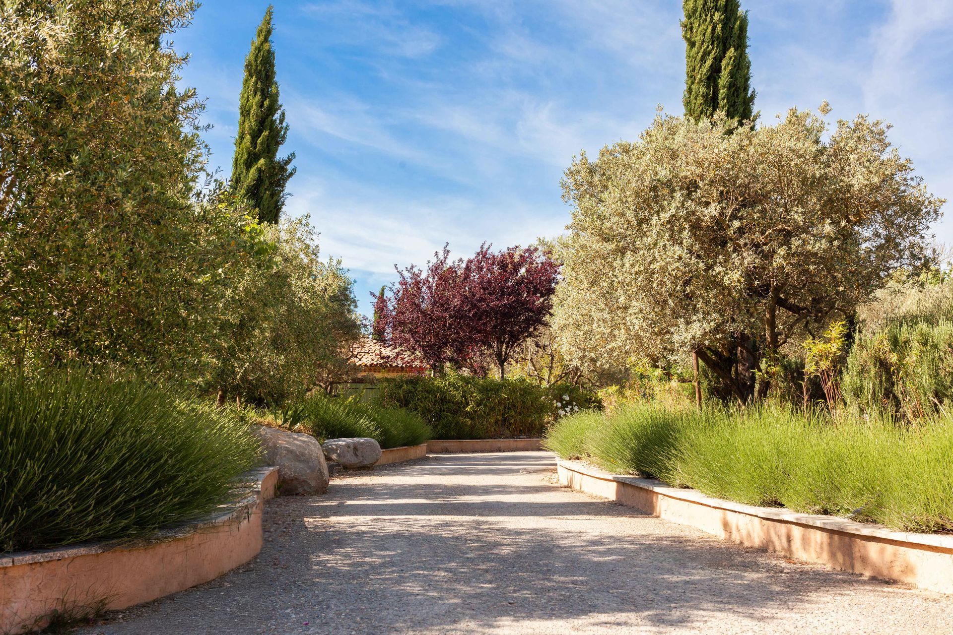 Le Domaine de la Myrtille à Pertuis — allée provençale bordée d'oliviers et de cyprès